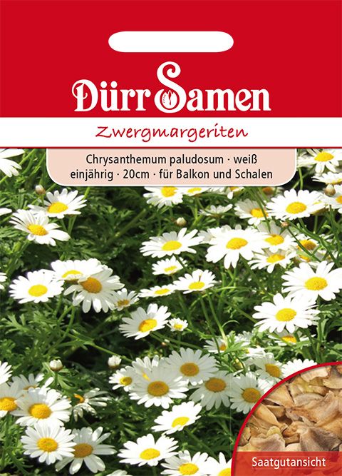 Dürr Samen Zwergmargeriten Weiß, einjährig, 20cm