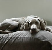 Dog's Companion® Hondenbed muisgrijs ribcord