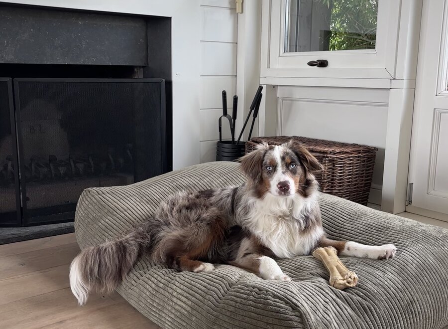 Olijfgroen ribcord hondenkussen | Luxe, premium kwaliteit, wasbaar, duurzaam & orthopedisch comfortabel hondenbed/hondenmand