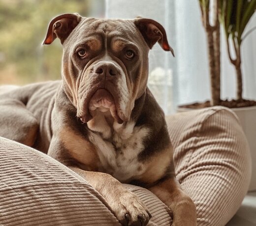 Hondenkussens ribcord