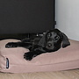 Hondenbed bench kussen taupe 64 x 64 x 12 cm