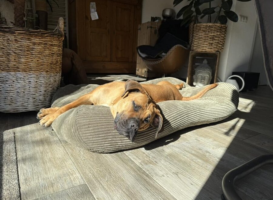 Hondenbed olive giant ribcord