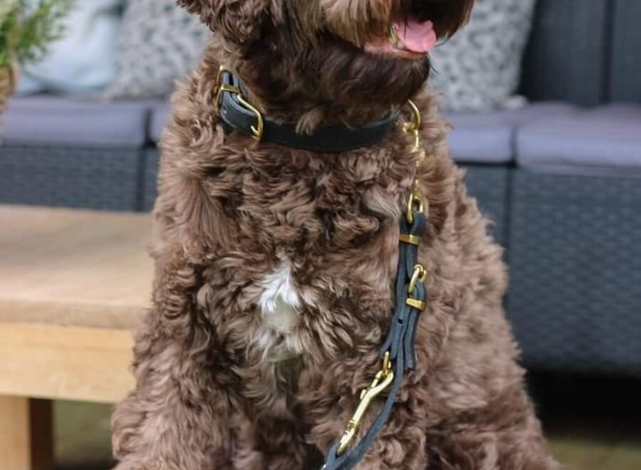 Verstelbare leren hondenriem exclusive gold