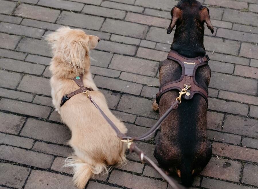 Leren koppelriem bruin