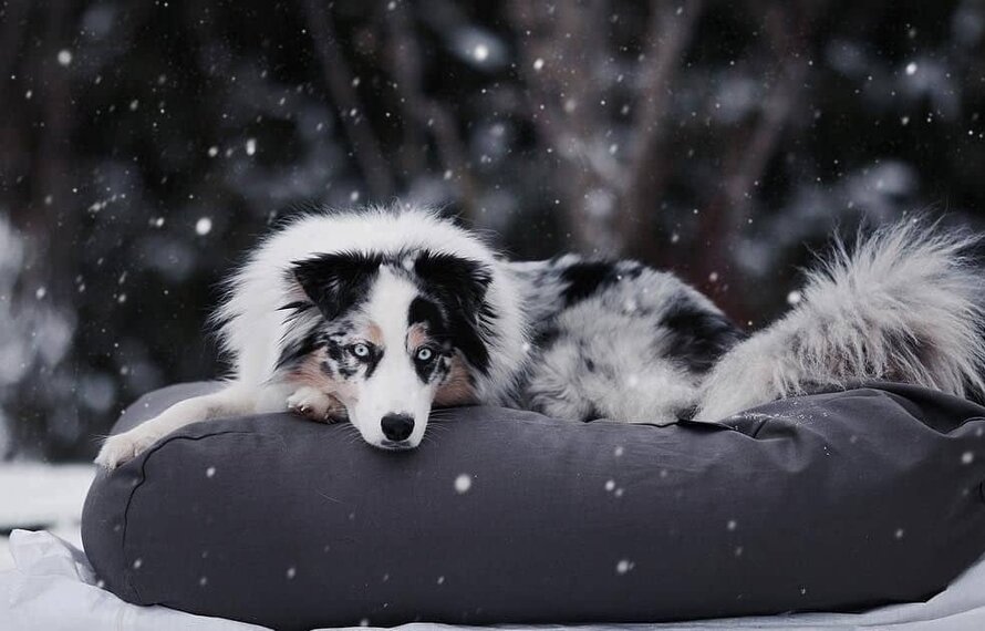 Hond herstel na kou en sneeuw: tips voor spieren, gewrichten en slaap