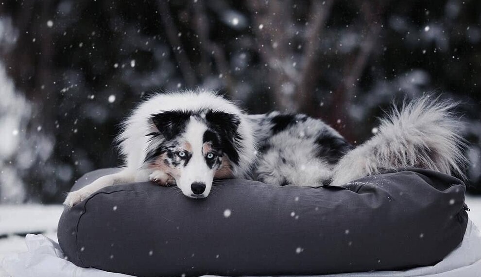 Hond herstel na kou en sneeuw: tips voor spieren, gewrichten en slaap