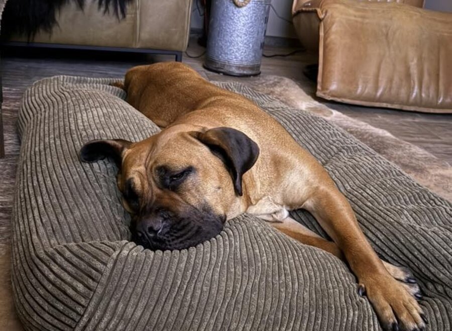 Olijfgroen ribcord hondenkussen | Luxe, premium kwaliteit, wasbaar, duurzaam & orthopedisch comfortabel hondenbed/hondenmand