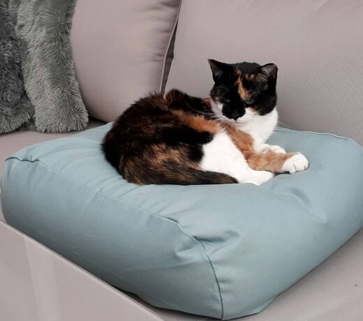 XS hondenkussen 55 x 45 cm voor hele kleine en zeer kleine honden | Extra klein hondenkussen met wasbare hoezen en navulbare EPS parelvulling