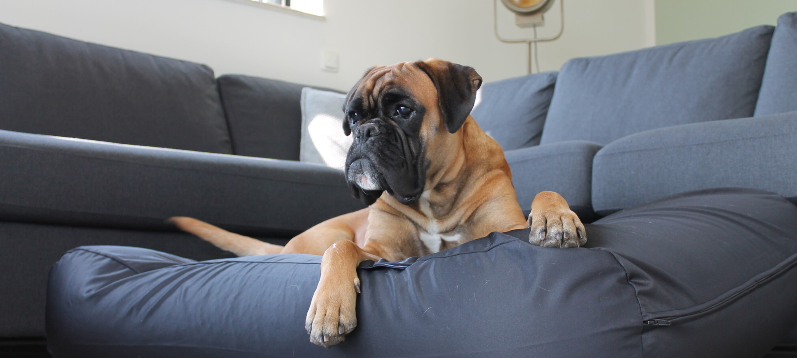 Huisstofmijt bij honden