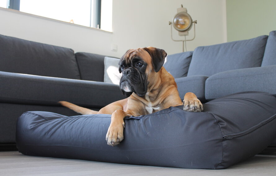 Huisstofmijt bij honden