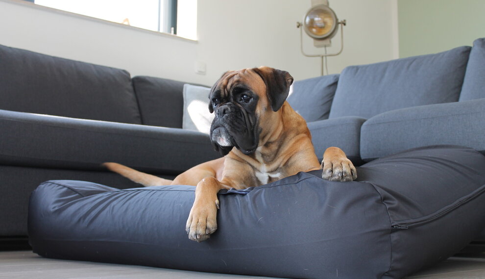 Huisstofmijt bij honden