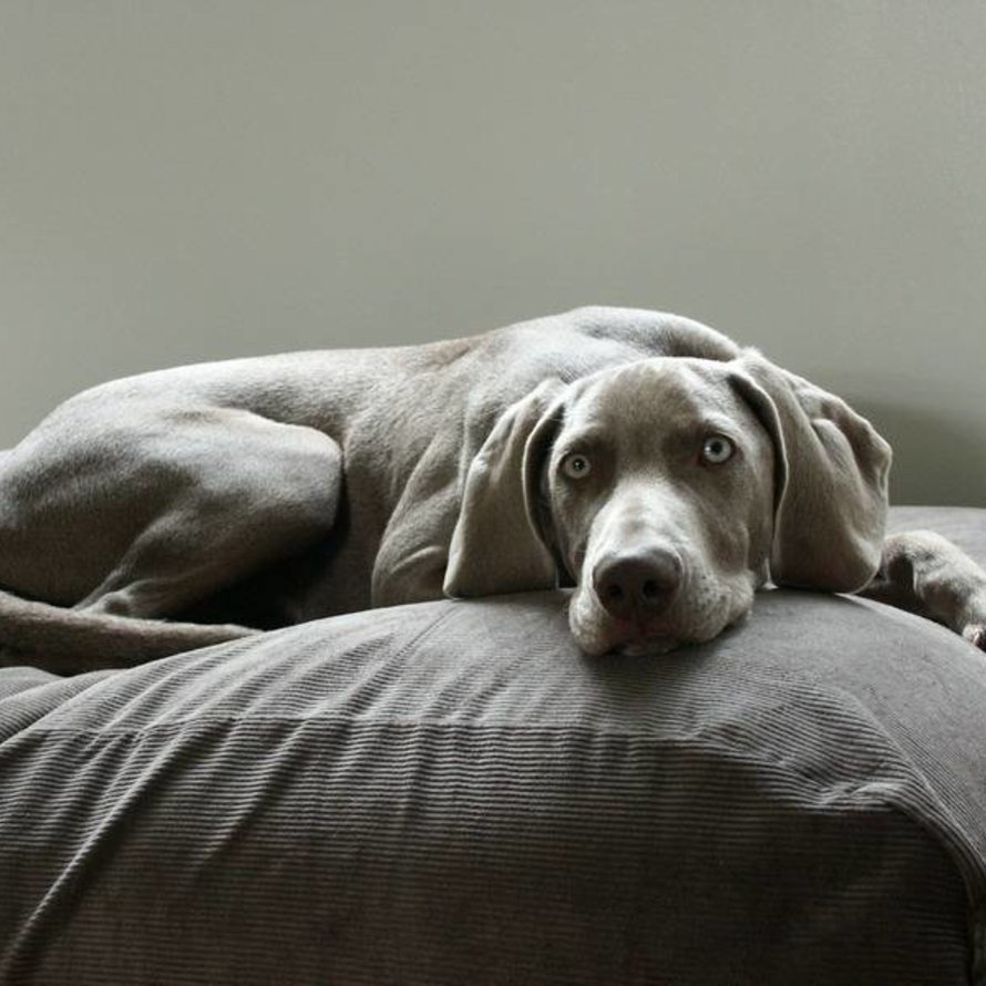 Orthopädisches Hundebett