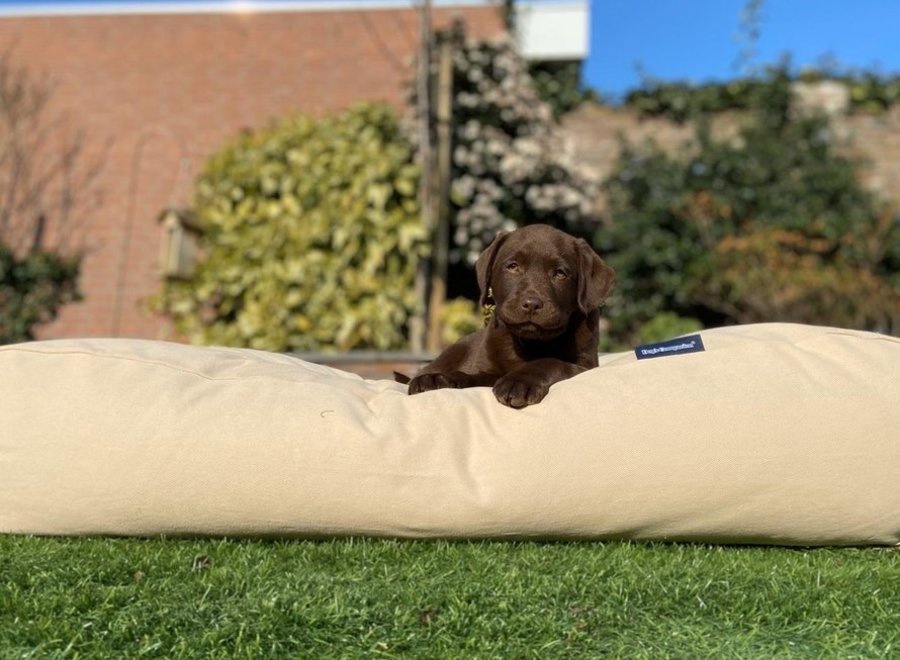 Hundebett Beige small