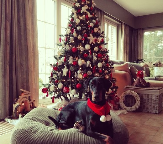 Weihnachten für deinen Hund: Luxus Hundekissen, Hundebetten & festliche Accessoires von Hundebett.de