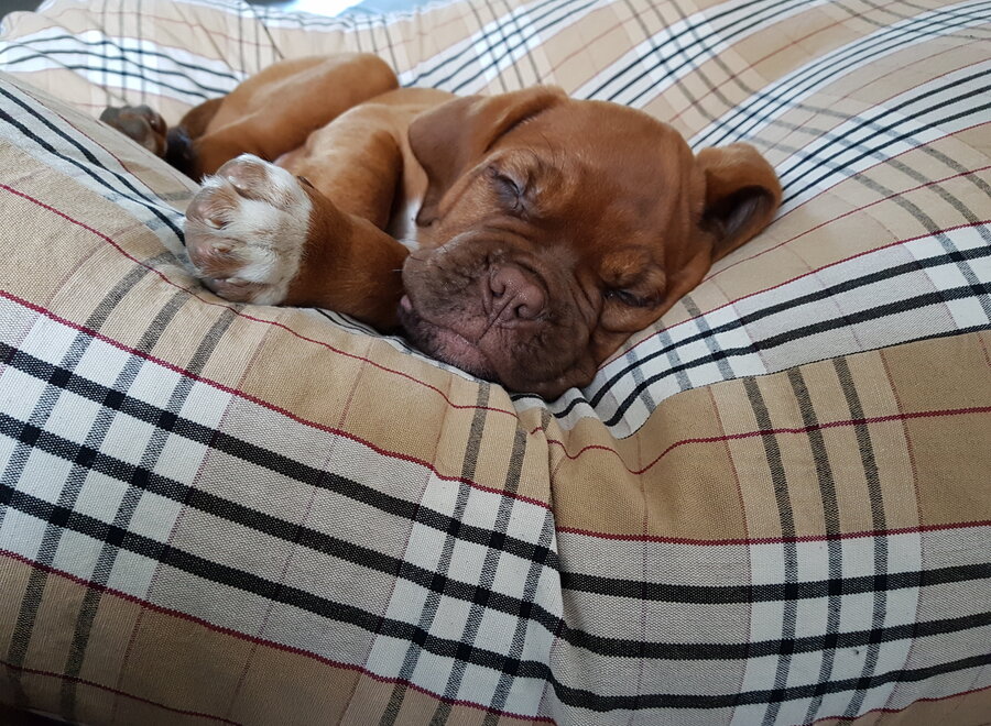 Hundebett Country Field Superlarge