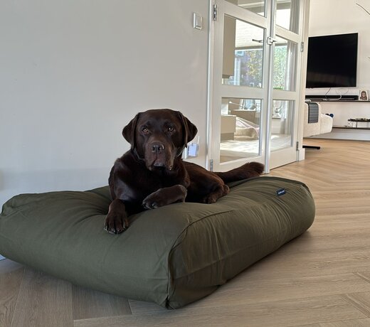 Canvas Baumwoll Hundekissen | Langlebig, Robust & Bequem | Abnehmbare und Waschbare Hülle | Stilvolle Farben | Perfekt für Jedes Interieur und Optimale Unterstützung für Ihren Hund | Hundebett.de