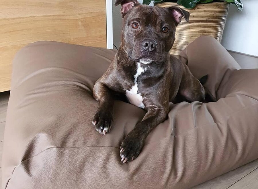 Hundebett Taupe Leather Look Medium