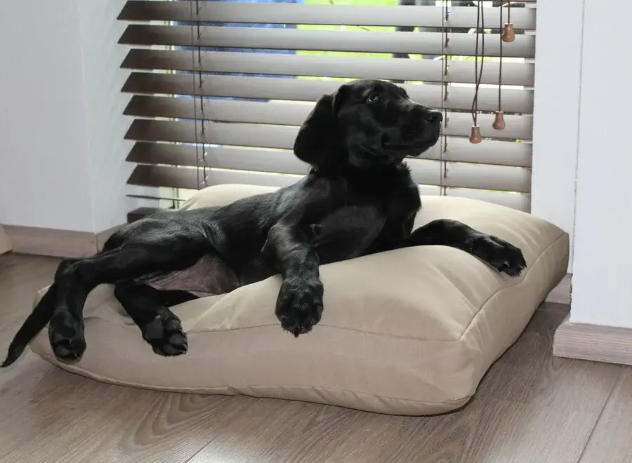 Hundeboxkissen Beige 58 x 45 x 12 cm