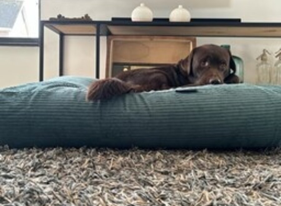 Hundebett Altgrün Doppelcord