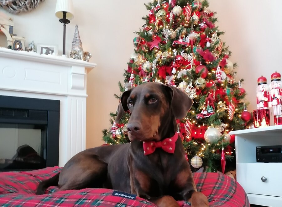 Hundebett Royal Stewart