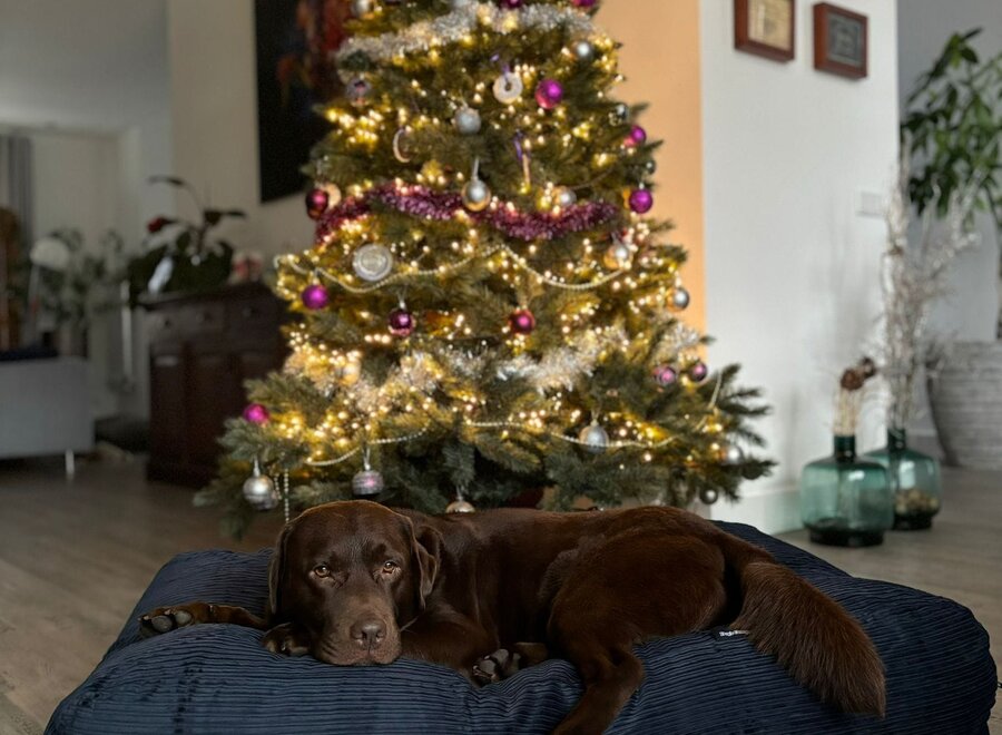 Hundebett Dunkelblau Doppelcord Extra Small