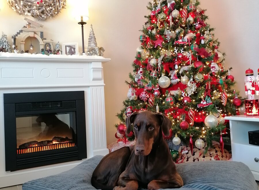 Hundebett Mausgrau Giant Cord Medium