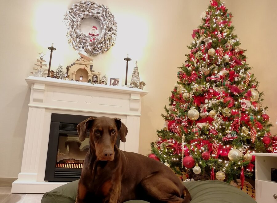 Hundebett Hunting Medium