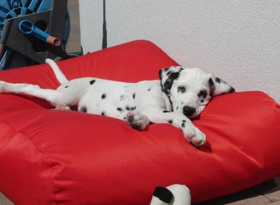 Hundebett Rot Beschichtet Superlarge