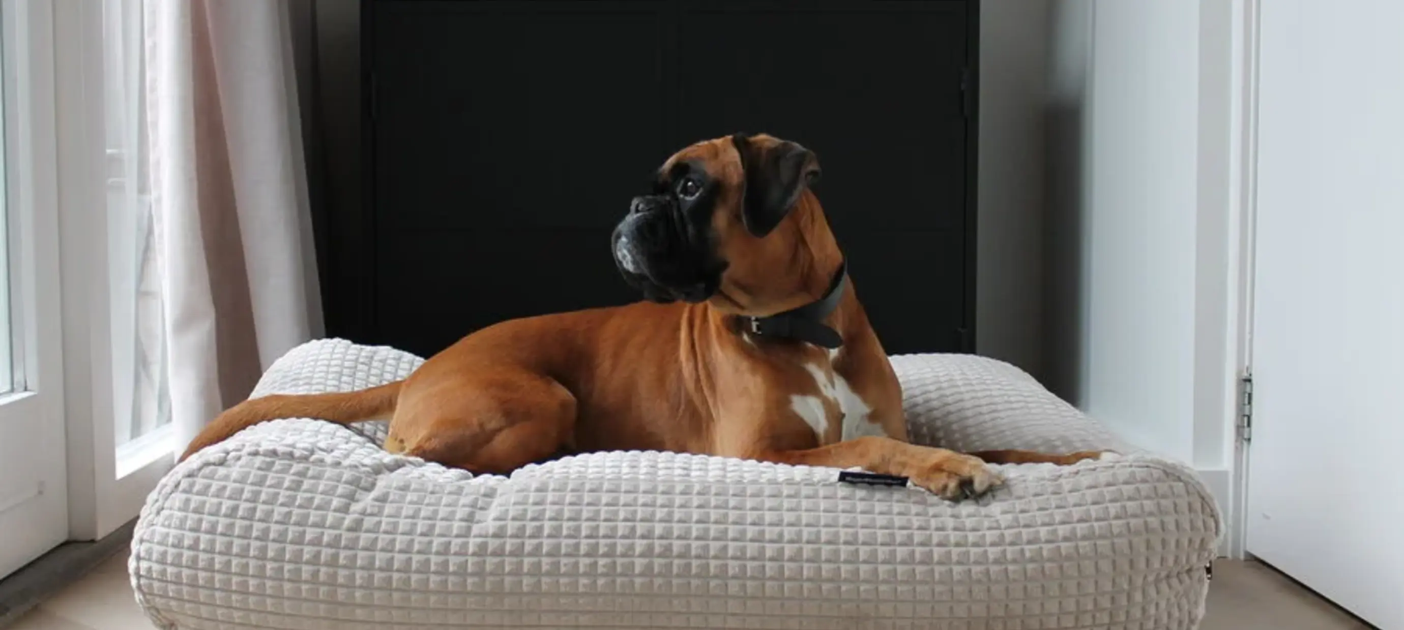 Interieurtrends 2026: Farben, Stile und Hundekissen, Hundebetten, Hundekörbe und Schlafplätze für Wohnzimmer und Küche