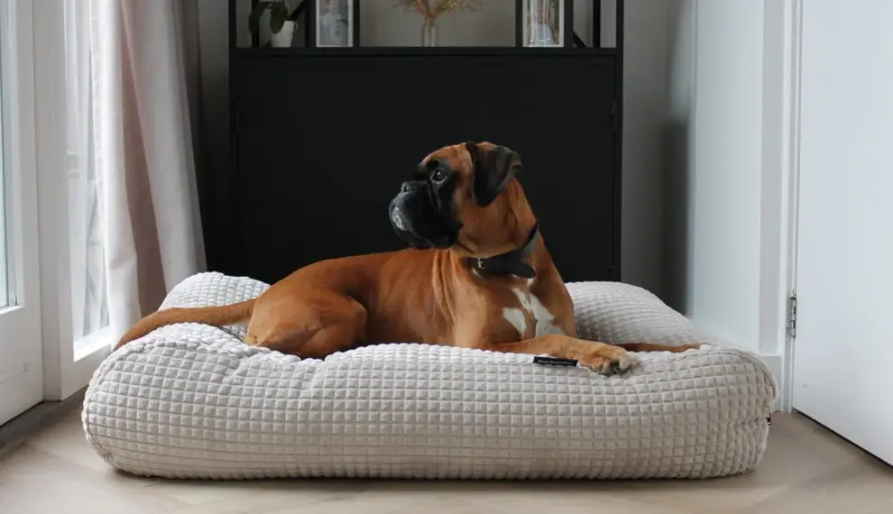 Interieurtrends 2026: Farben, Stile und Hundekissen, Hundebetten, Hundekörbe und Schlafplätze für Wohnzimmer und Küche