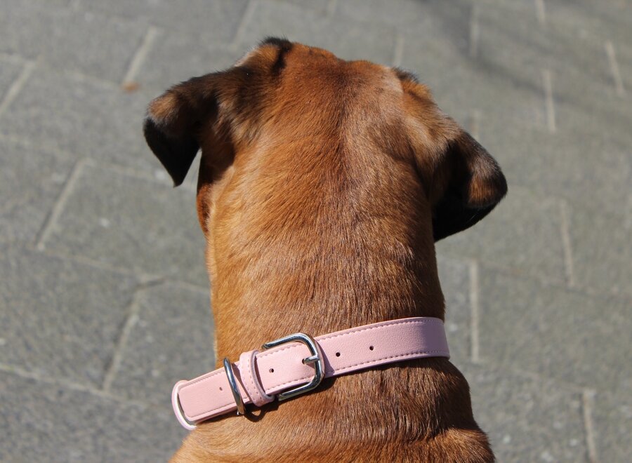 Verstellbares PU-Leder Hundehalsband | langlebig und bequem
