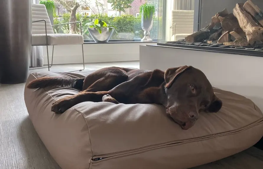 Warum schläft mein Hund unruhig? Ursachen und Lösungen für einen ruhigen Schlaf