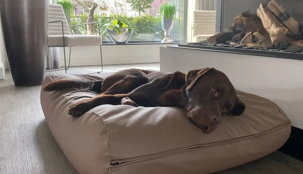 Warum schläft mein Hund unruhig? Ursachen und Lösungen für einen ruhigen Schlaf