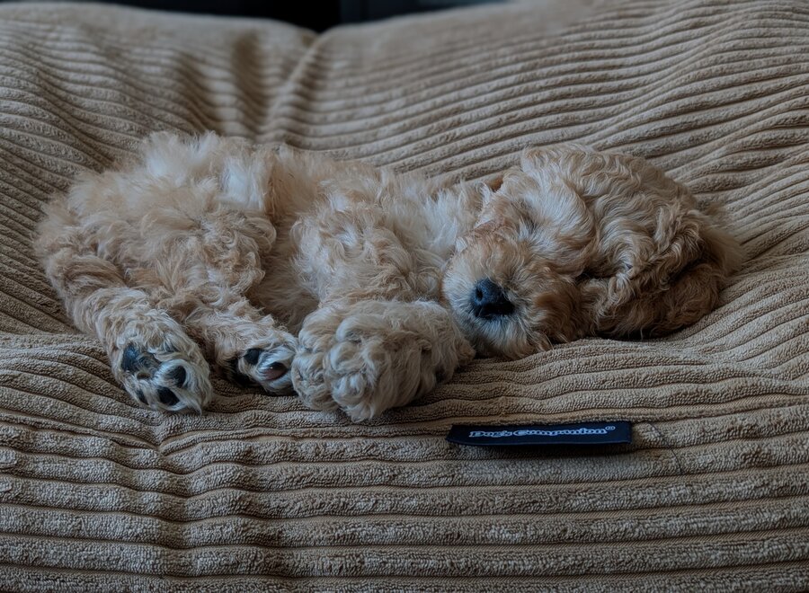 Hundebett Kamel Giant Cord