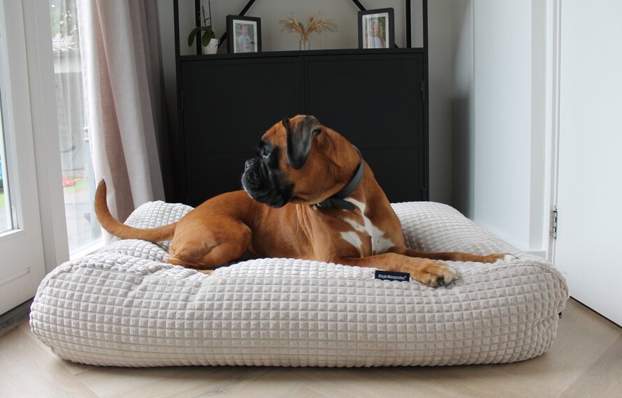 Hundebett reinigen und waschen: Die komplette Pflegeanleitung für ein hygienisches und langlebiges Hundebett