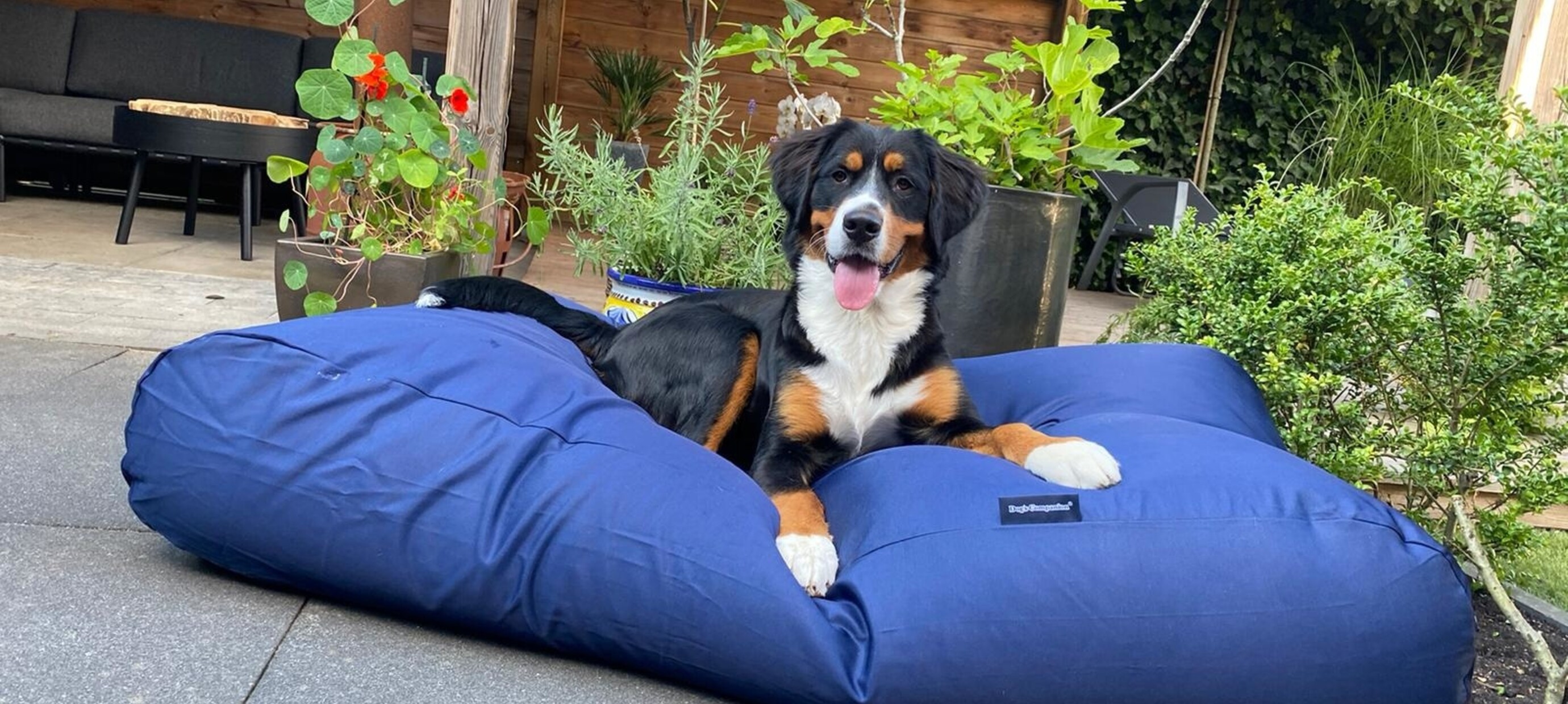 Wie groß muss ein Hundebett sein?