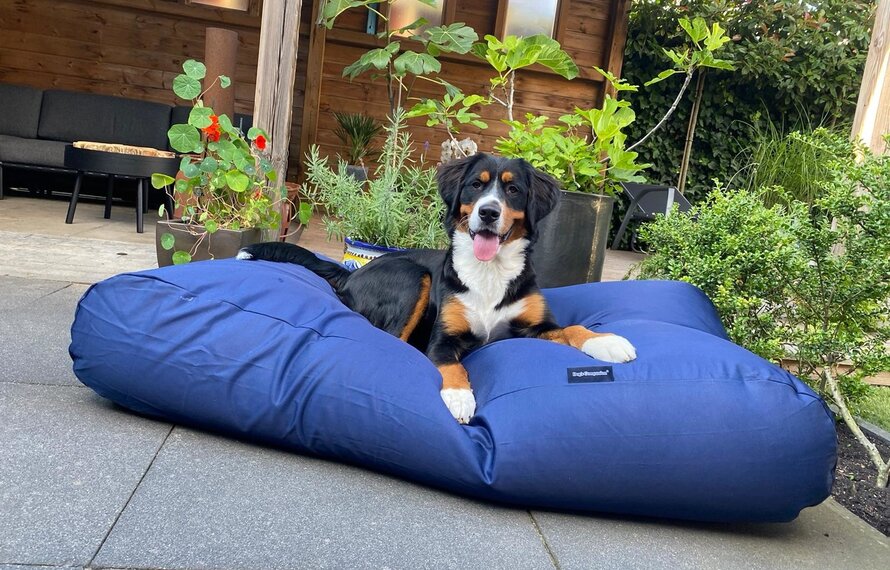 Wie groß muss ein Hundebett sein?