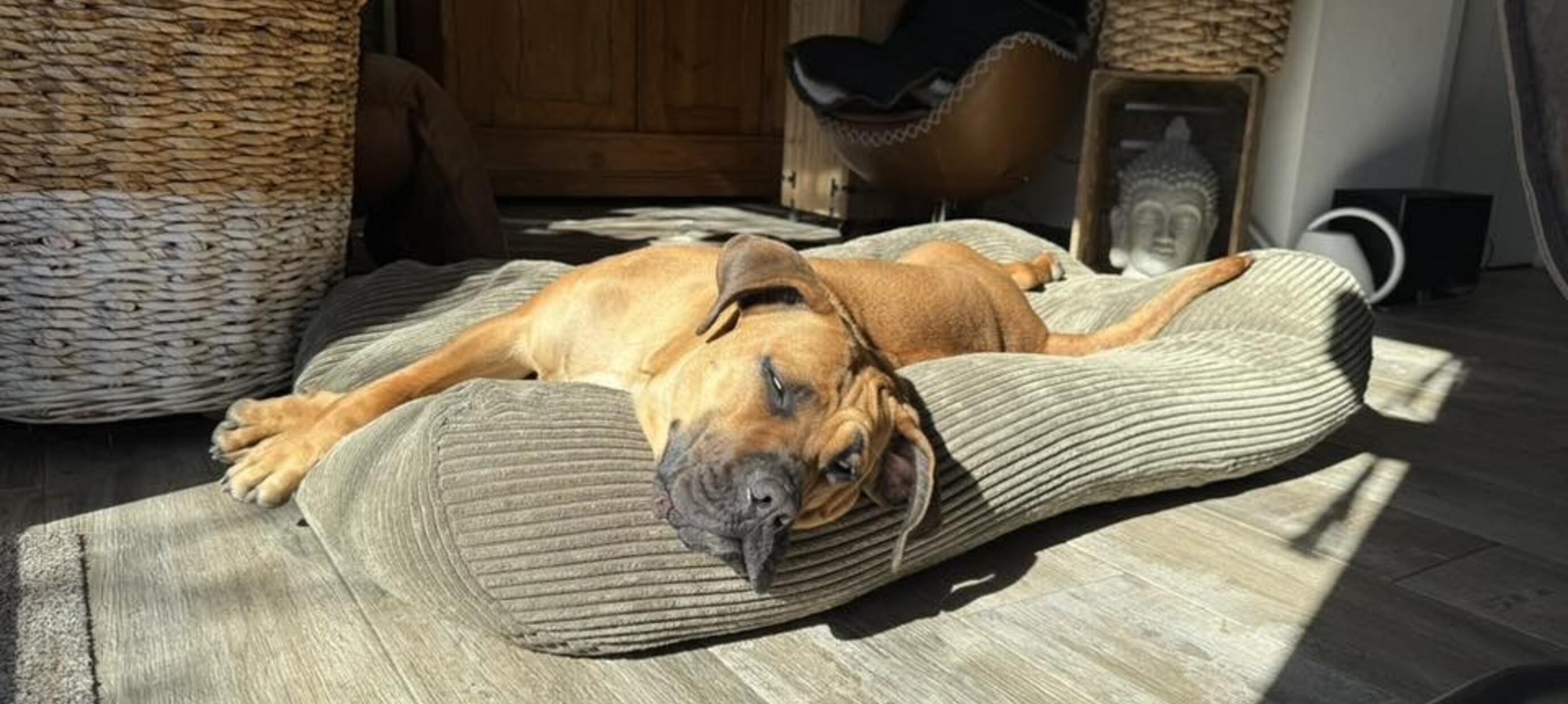 Wie groß muss ein Hundebett sein? 