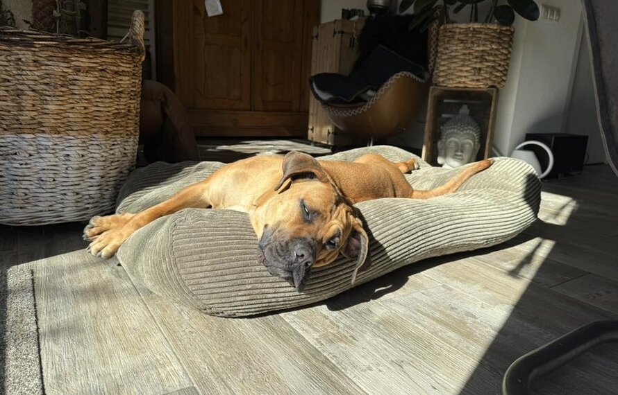 Wie groß muss ein Hundebett sein?