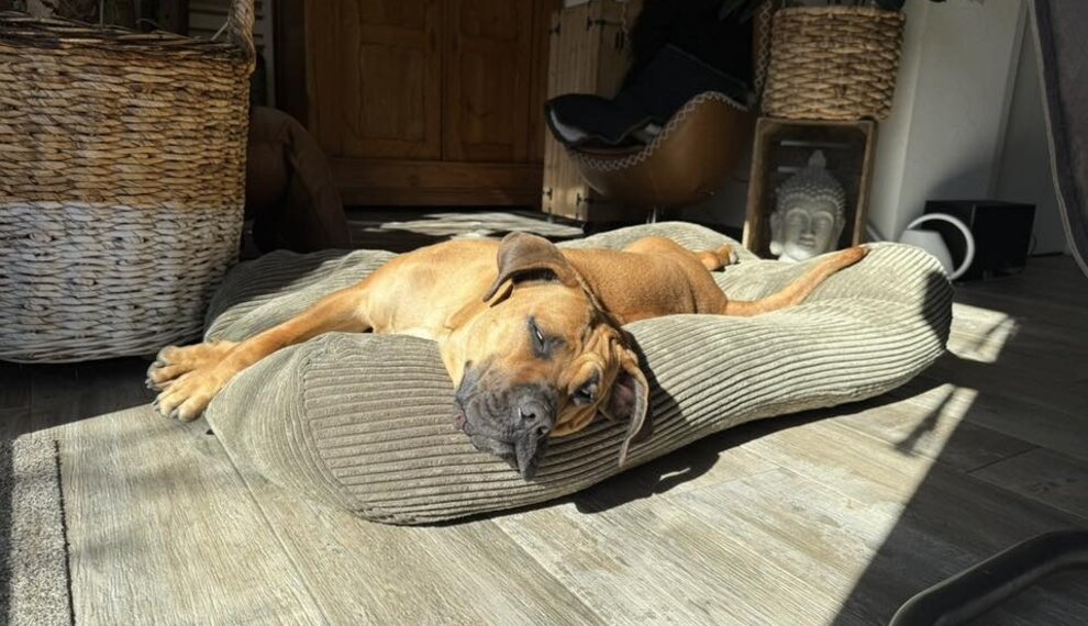Wie groß muss ein Hundebett sein? 
