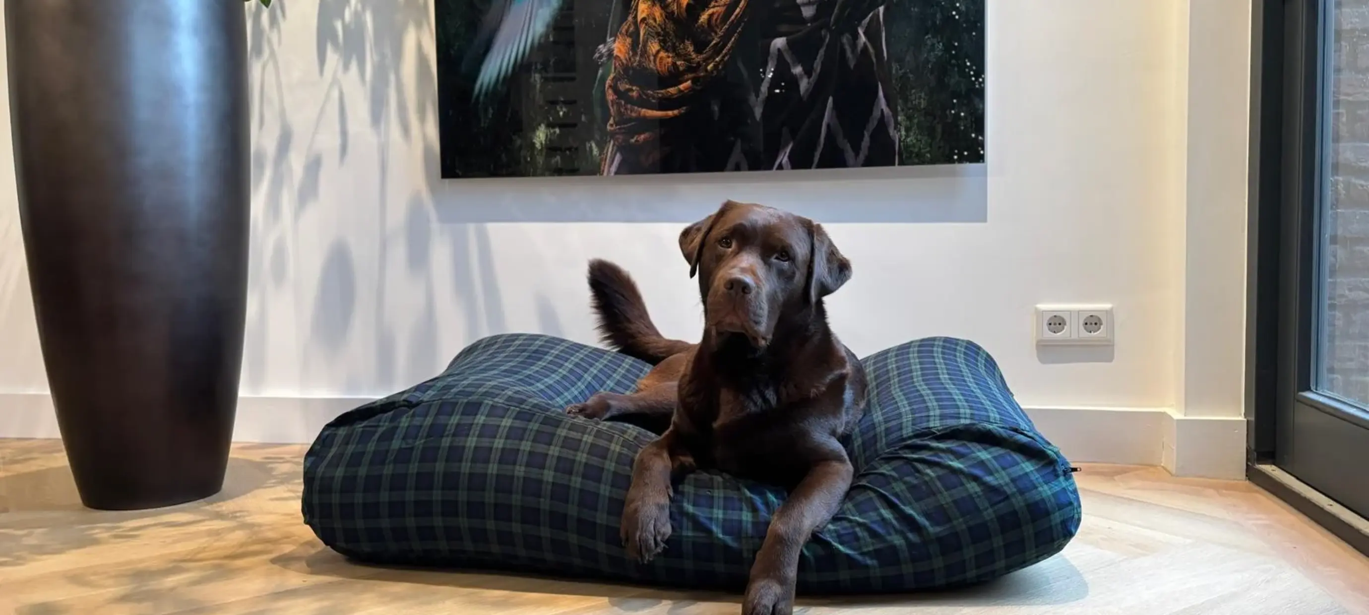Welche Hundebett-Größe für einen Labrador?