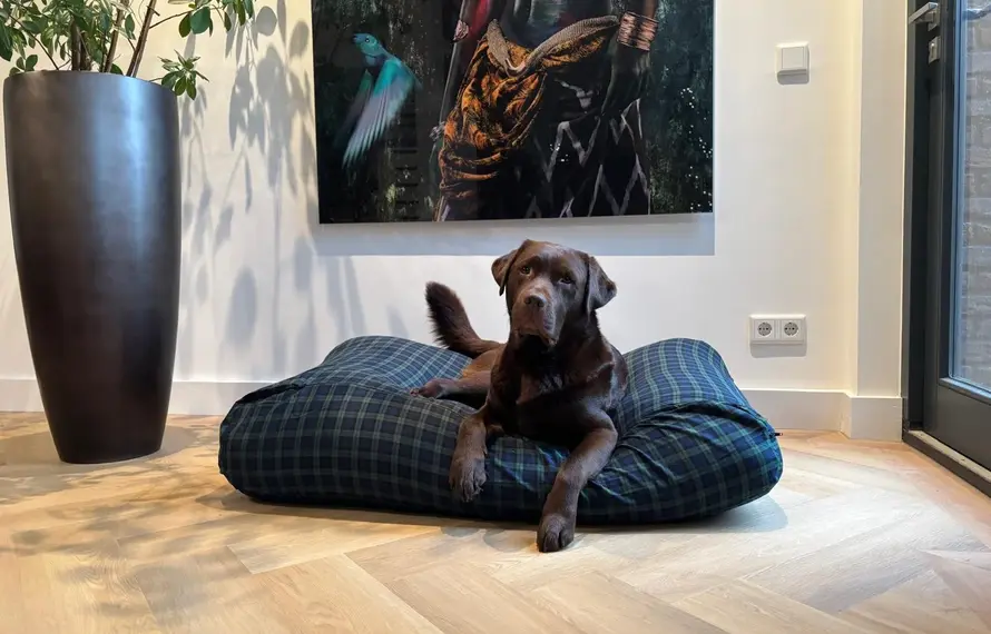 Welche Hundebett-Größe für einen Labrador?