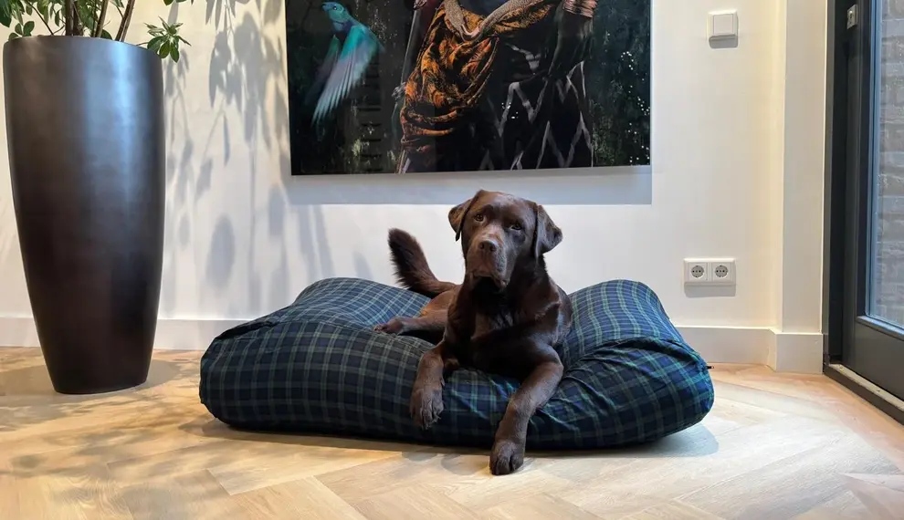 Welche Hundebett-Größe für einen Labrador?