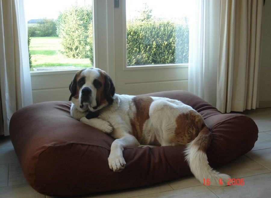 Hundebett Schokolade Braun medium