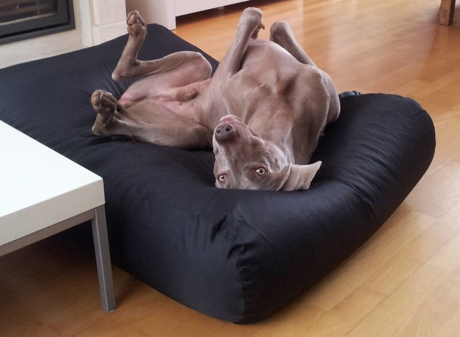 Hundebett Schwarz Beschichtet Superlarge