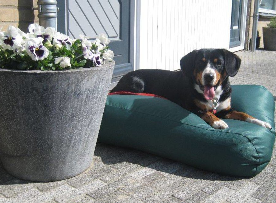 Hundebett Grün Beschichtet large