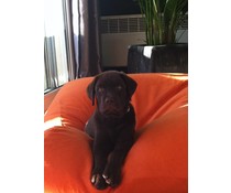 Dog's Companion® Dog bed Orange