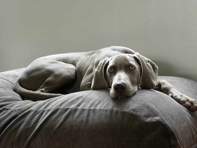 Dog Bed Mouse Grey Corduroy