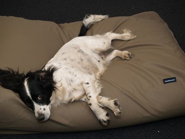 leather look dog bed