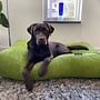 Hundebett Apfelgrün Cord